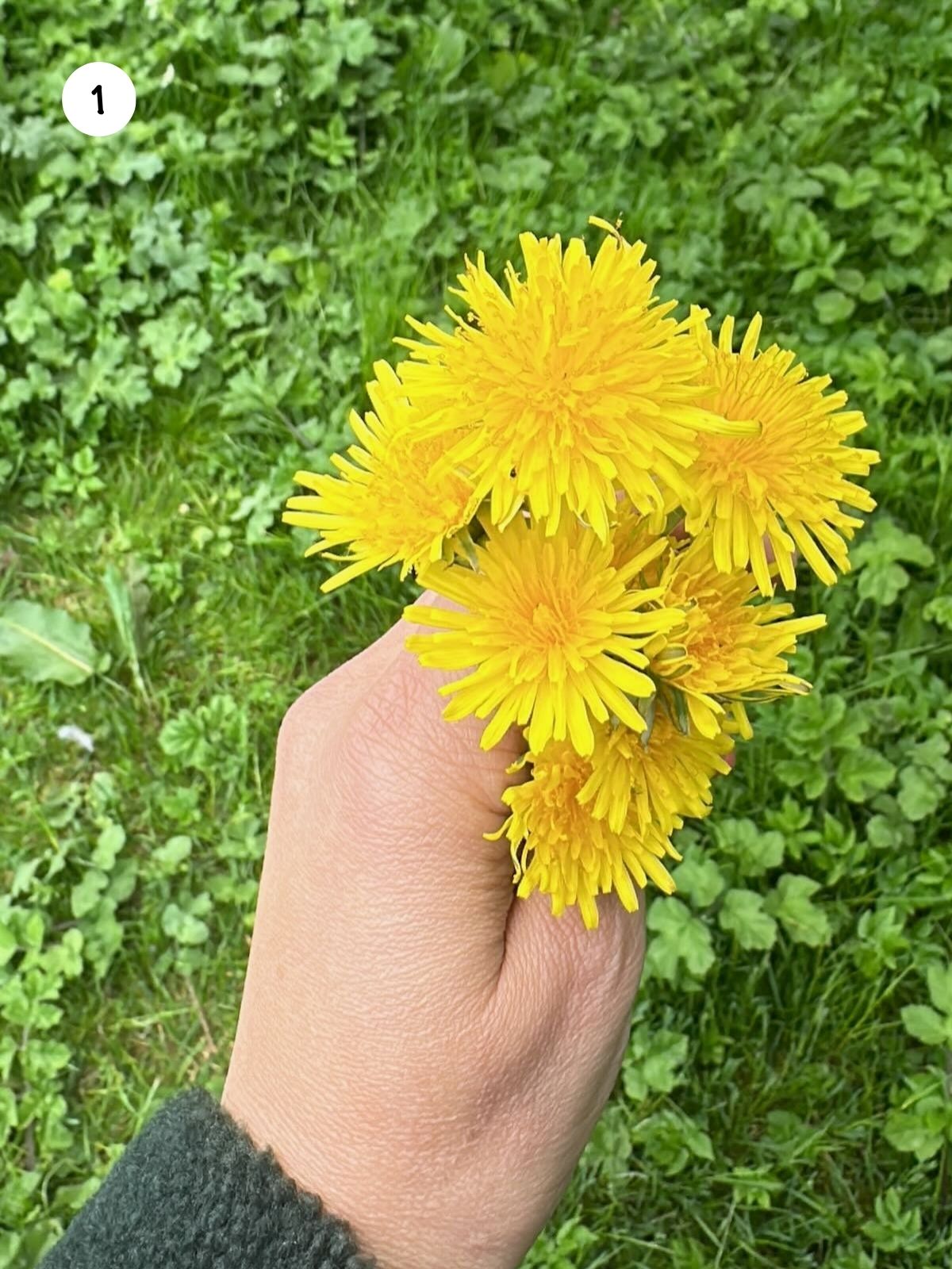 A small bouquet of dandelion flowers picked from the garden, held in my hands outdoors.