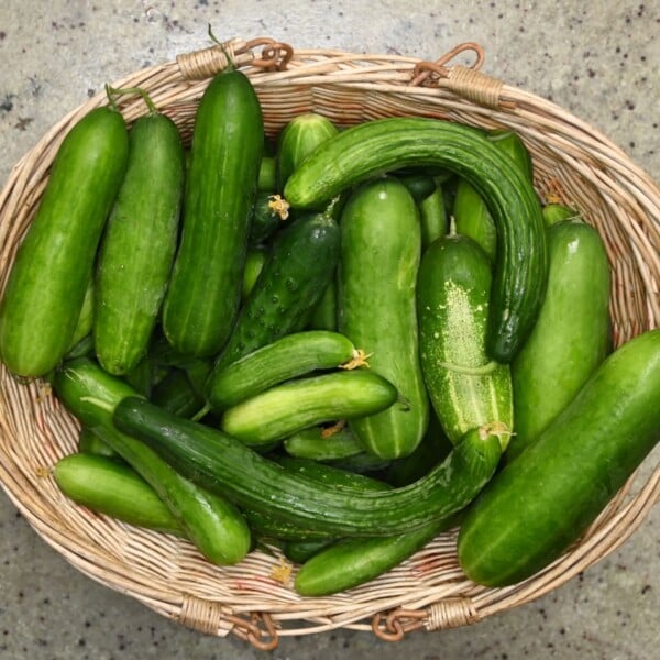 A close up photo of a basket full with freshly picked cucumbers of all shapes and sizes.