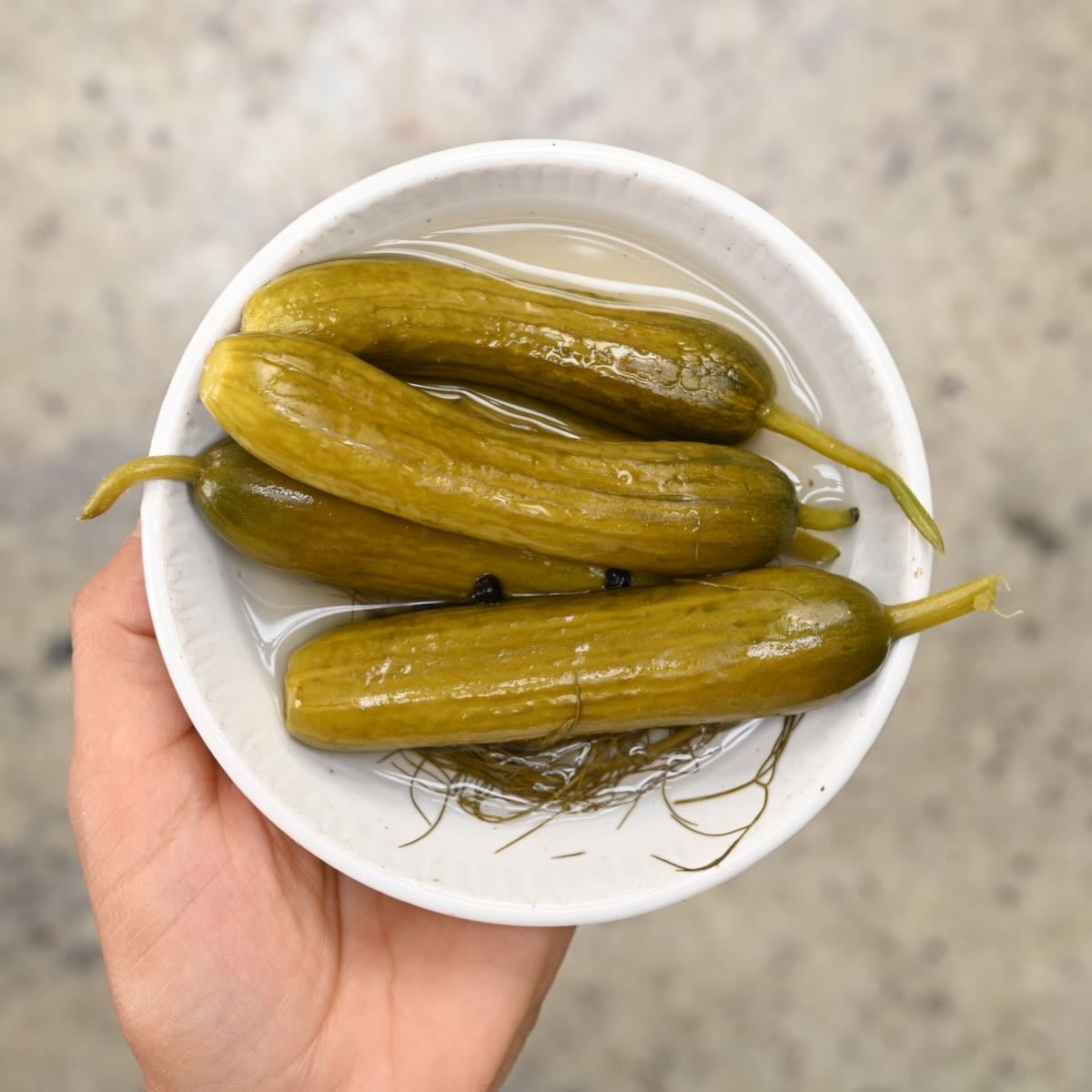 Hand holding a white bowl filled with whole refrigerator dill pickles and fresh dill sprigs in brine.