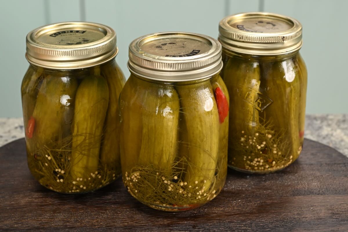 Three glass mason jars filled with cured olive-green dill pickles submerged in pickling brine.