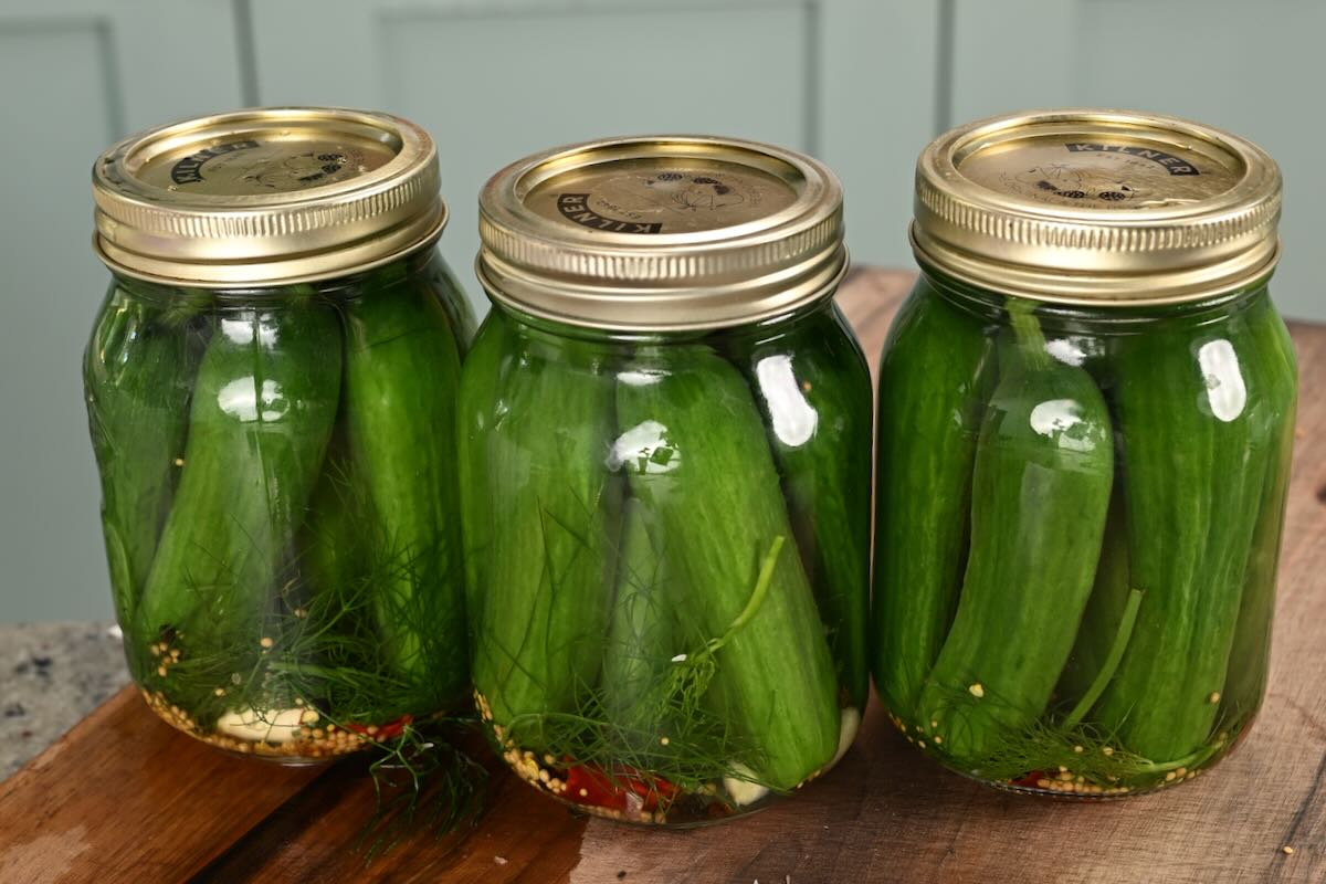 Three glass mason jars packed tightly with raw green cucumbers, fresh dill, garlic, and spices.