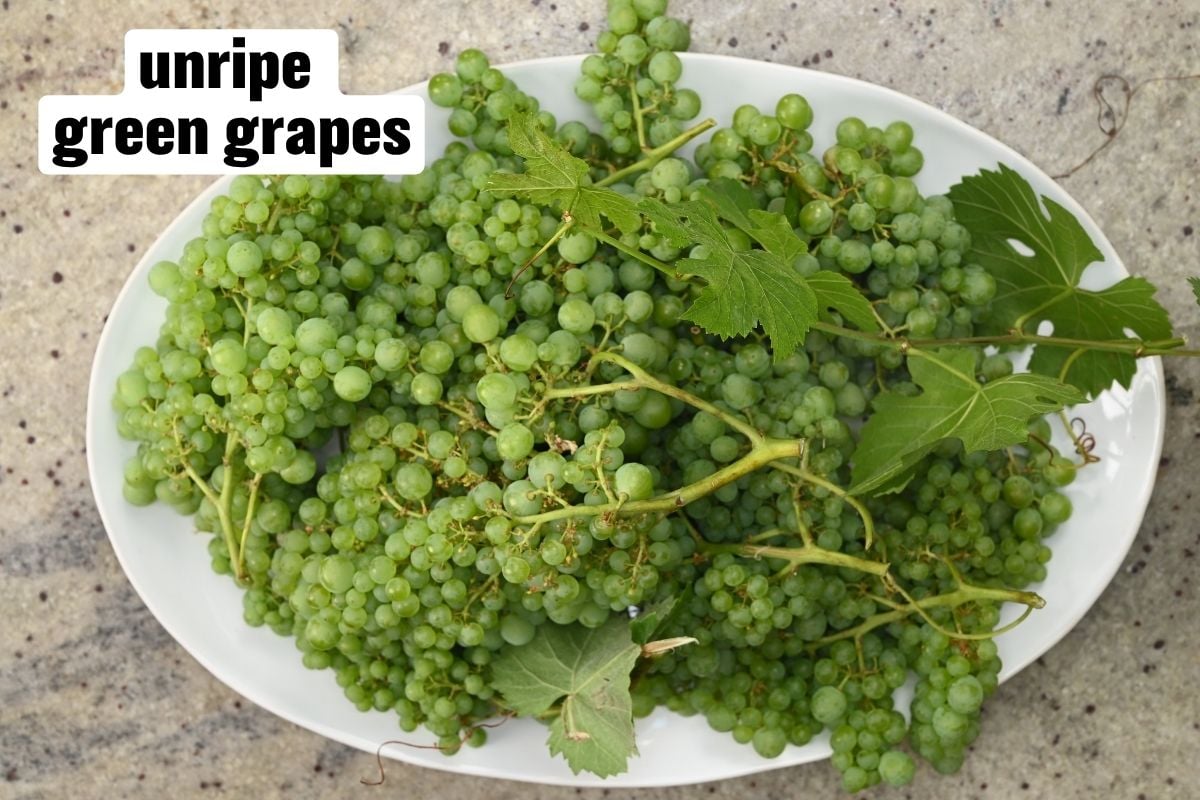 Verjuice - Ingredients Flat-Lay Alt Text: Top-down view of a large white oval platter filled with fresh unripe green grapes on the vine, sitting on a speckled granite surface.